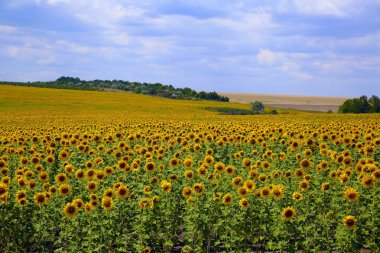 Mavi gökyüzünün arka plan ayçiçeği sahada