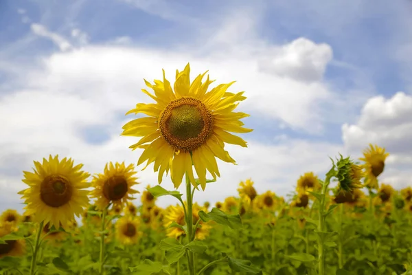 Champ Tournesols Sur Fond Ciel Bleu — Photo