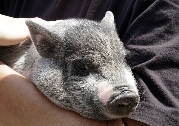 Porquinho Nas Mãos Animal Jovem Muito Bom — Fotografia de Stock