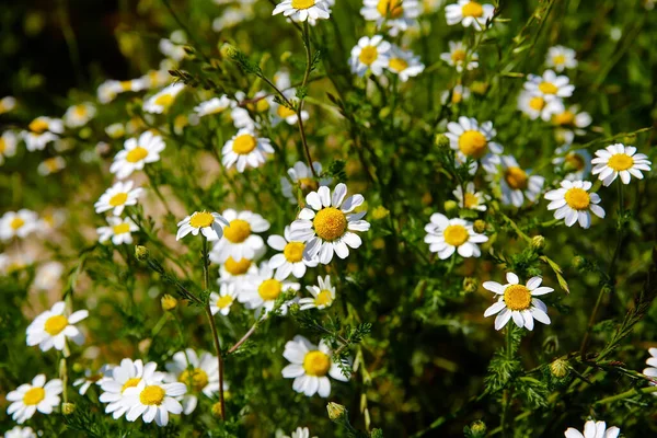 Natürliches Frühlingsblümchen Auf Der Wiese — Stockfoto