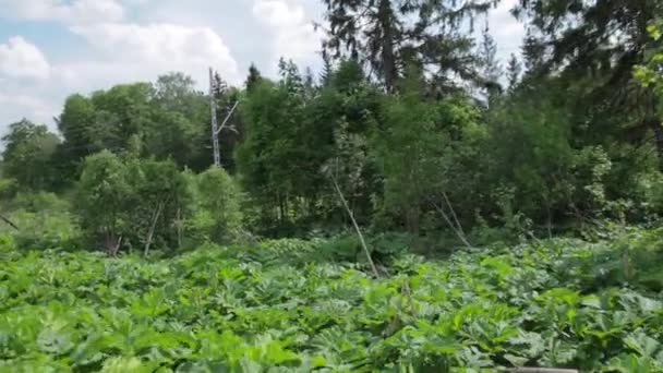 Линии электропередач в лесу — стоковое видео