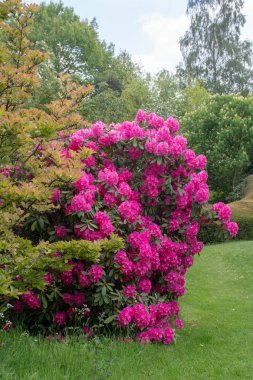 Bahçede duran pembe rhododendron
