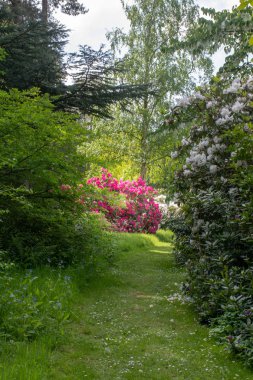 Bahçe Yolunda Parlak Pembe Rhododendron