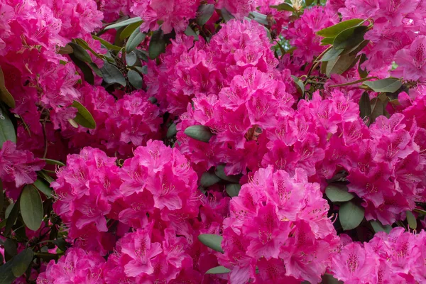 Close Pink Rhododendron — Stock Photo, Image