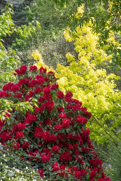 深红色杜松子花 背景有绿色植物 — 图库照片