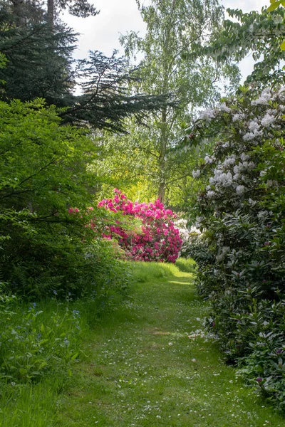 Rododendro Rosa Brillante Camino Del Jardín — Foto de Stock