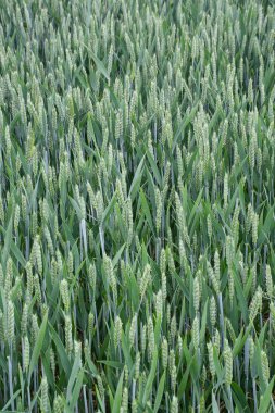 Yeşil buğday ayakta alanındaki