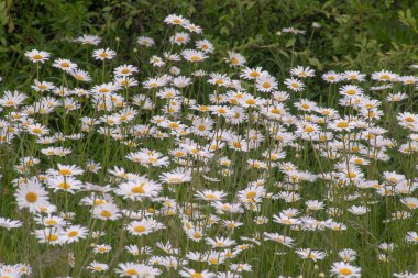 Büyük bir grup vahşi papatyalar