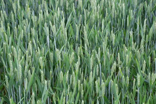 站在田野里的未成熟的绿色小麦 — 图库照片