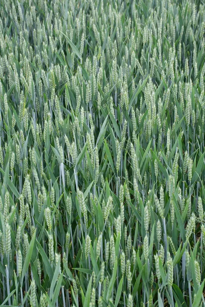 Grüner Weizen Steht Feld — Stockfoto