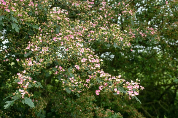 Tipik Ngiliz Telaşı Içinde Büyük Ağaç Üzerinde Pembe Çiçeği — Stok fotoğraf