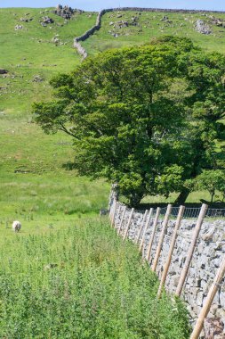 Tepeye Yorkshire dales içinde çalışan Kuru taş duvar