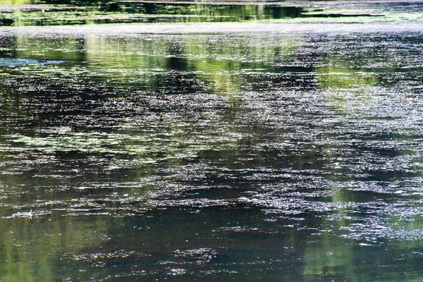 Piscine Encore Semi Couverte Mauvaises Herbes — Photo