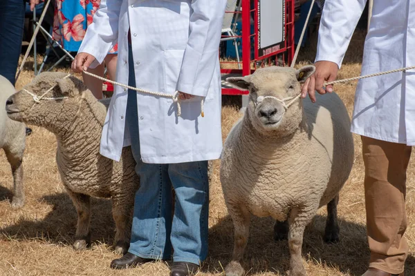 Овцы Выставляются Сельскохозяйственной Выставке — стоковое фото