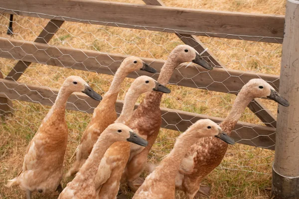 Group Baby Geese Pen — Stock Photo, Image