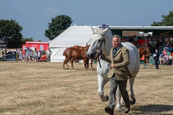 Tendring Essex Juli 2018 Man Exposerende Grote Witte Shire Horse — Stockfoto