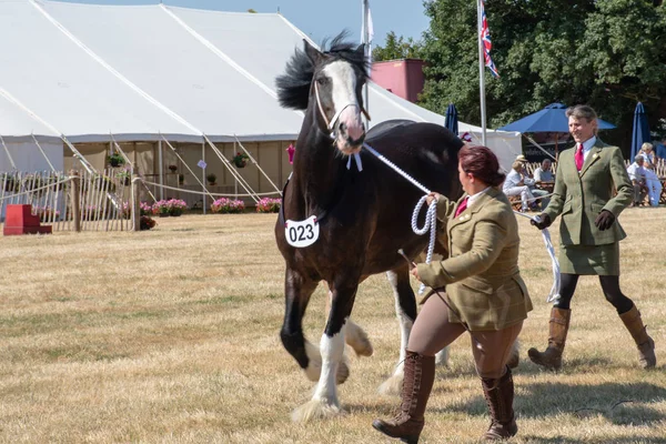 Tendring Essex Juli 2018 Junge Frau Stellt Großes Lebendiges Graslandpferd — Stockfoto