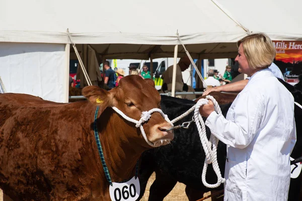 Tendring Essex Července 2018 Žena Vystavujících Rodokmen Brown Kráva Agricutlural — Stock fotografie