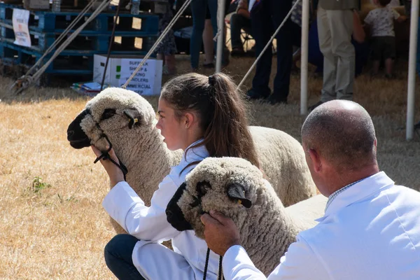 Tendring Essex Julho 2018 Jovem Exibindo Ovelhas Pedigree Show Agrícola — Fotografia de Stock