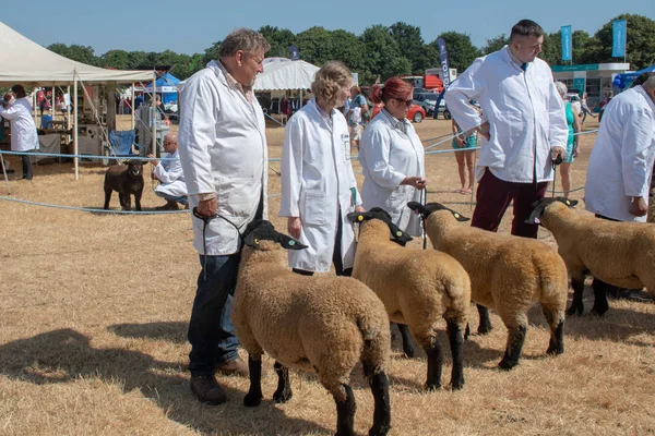 Tendring Essex Července 2018 Linie Plemenné Ovce Bílým Povlakem Vlastníci — Stock fotografie