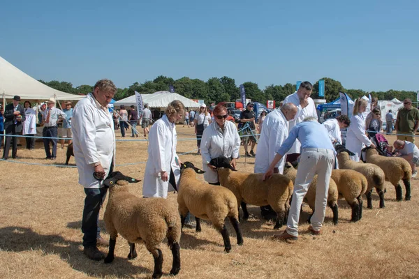 Tendring Essex Července 2018 Linie Plemenné Ovce Vystavovaný Zemědělské Výstavě — Stock fotografie