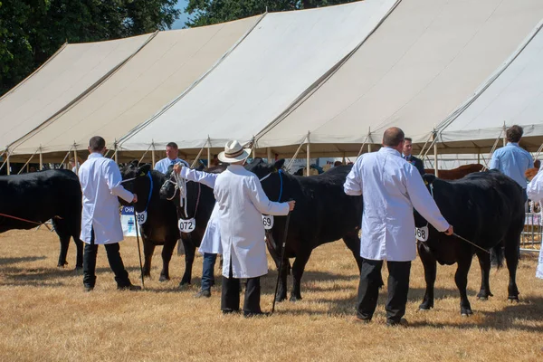 Tendring Essex July 2018 Line Pedigree Cows White Coated Owners — Stock Photo, Image