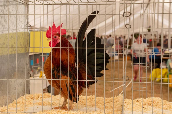 Tendring Essex July 2018 Chicken Cage Agricultural Show — Stock Photo, Image