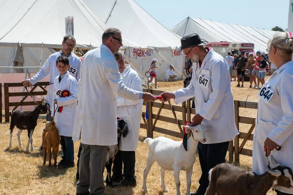 Tendring エセックス英国 2018 農業ショーで血統ヤギの授与されているロゼット — ストック写真