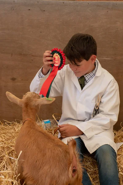 Tendring Essex July 2018 Boy Proudly Showing Goat Winning Rosette — Stock Photo, Image