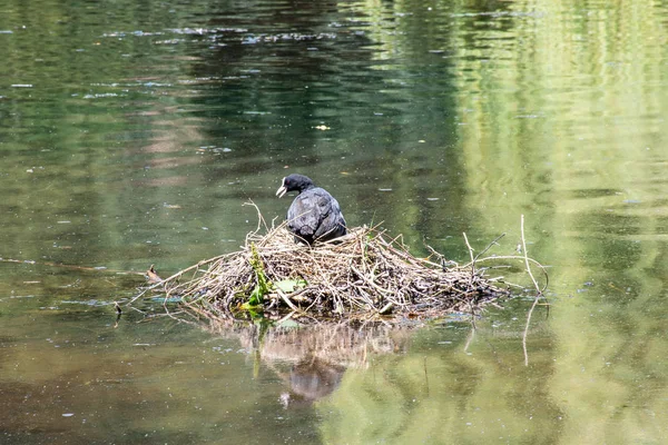 オオバンの池に巣の上に座って — ストック写真