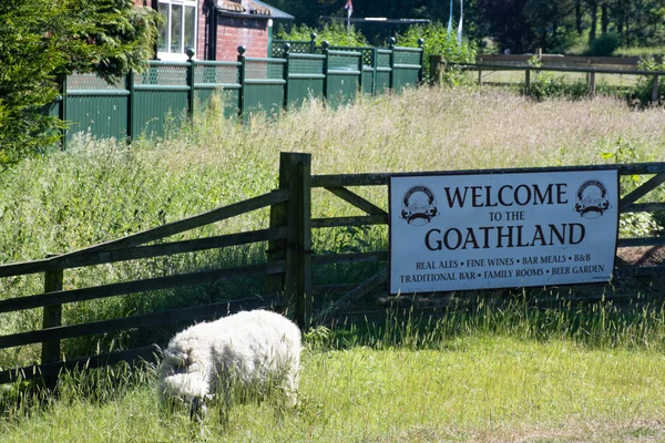 Goathland Yorkshire Reino Unido Junho 2018 Pastoreio Ovinos Frente Placa — Fotografia de Stock
