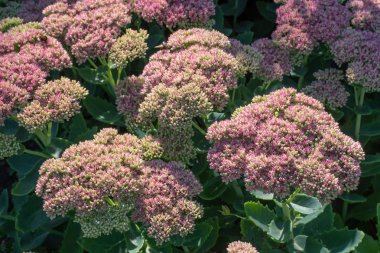 Mor bahçedeki yakın çekim