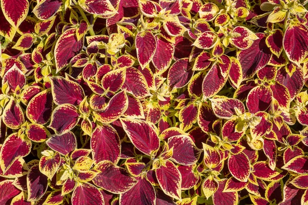 Purple Gold Leaved Plant Pattern — Stock Photo, Image