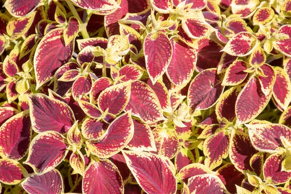 Fialové Zlaté Kadeřavou Rostlina Listy Close — Stock fotografie
