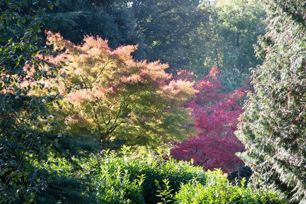 Acer Iluminado Por Sol Jardín Del Bosque — Foto de Stock