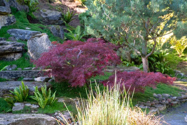 Red Acer Japenese Style English Garden — Stock Photo, Image