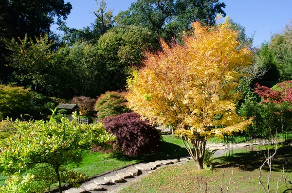 Jardín Estilo Japonés Inglaterra Con Gran Árbol Amarillo Acer — Foto de Stock