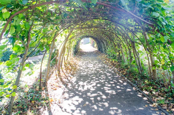 Green tunnel with sun coming through
