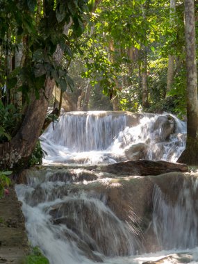 Dunnlar nehir orman içinde akan düşüyor