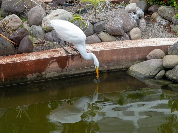 White Egret Alimentándose Estanque —  Fotos de Stock