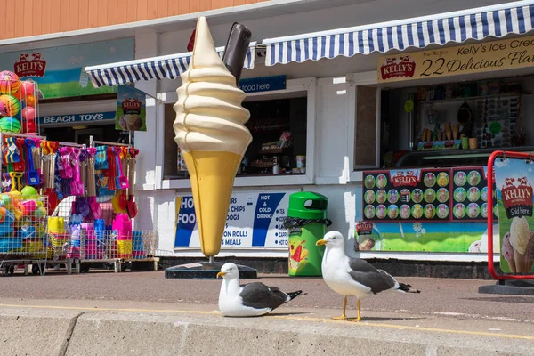 Clacton Essex Türkiye Mayıs 2019 Planda Oturan Martılar Ile Dükkanın — Stok fotoğraf