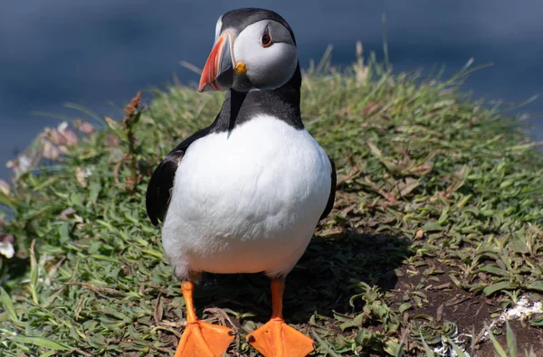 Rozkošný Puffin Stojící Útesu — Stock fotografie