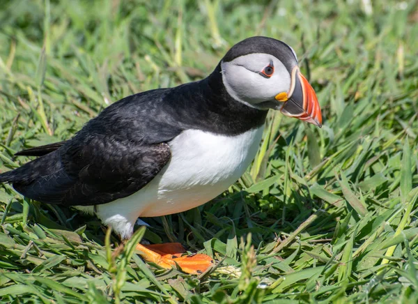 Puffin Cliff Grass — Stock Photo, Image
