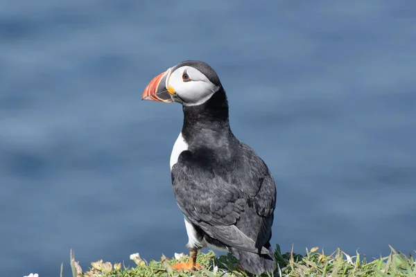 Puffin Looking Cliff Edge — Stock Photo, Image