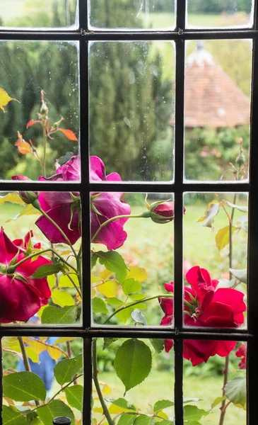 Kijkend Door Tudor Window Naar Rode Roos Rechtenvrije Stockfoto's