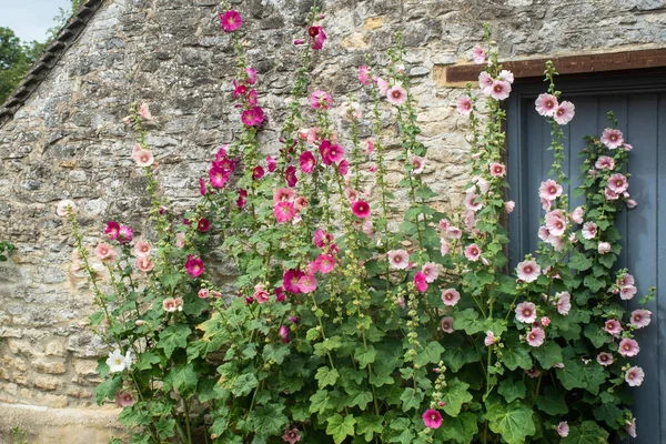 Hollyhocks Front Traditional Stone Wall — Stock Photo, Image