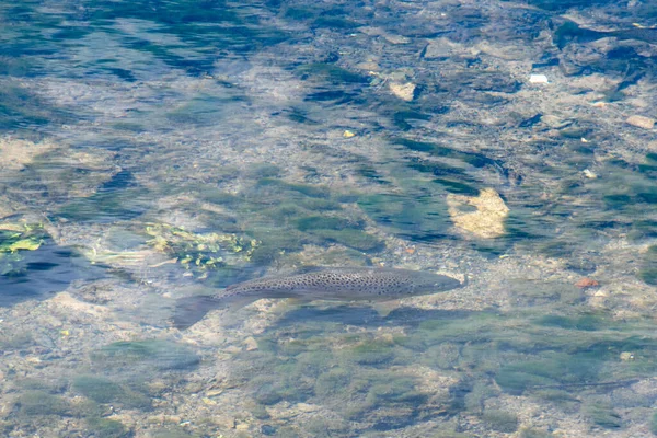 Trota Fario Nuotare Nel Torrente — Foto Stock