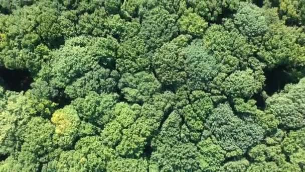 Yoğun Yaprak Orman Ağaç Kısımları Üzerinde Hava Uçuş — Stok video