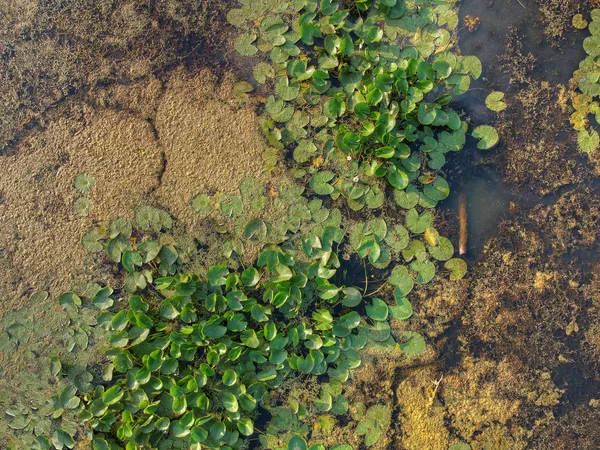 Swamp plants background — Stock Photo, Image