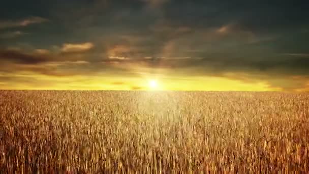 Getreidefeld Bei Sonnenuntergang — Stockvideo